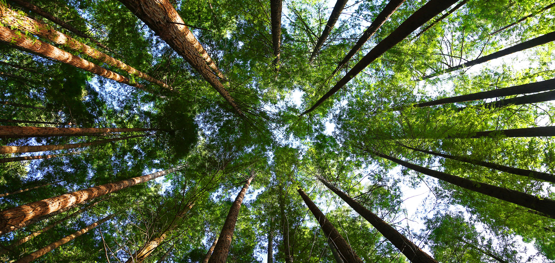 Image for Forestry (MSF)